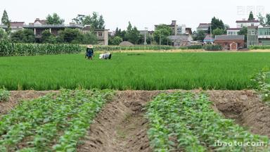 乡村农民在田地里干活实拍空镜头